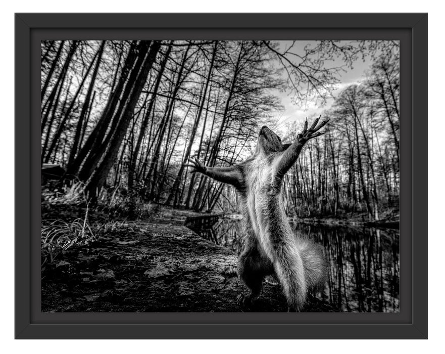 Pixxprint Lustiges Eichhörnchen steht im Wald, Monochrome, im Schwebe-Effekt Bilderrahmen