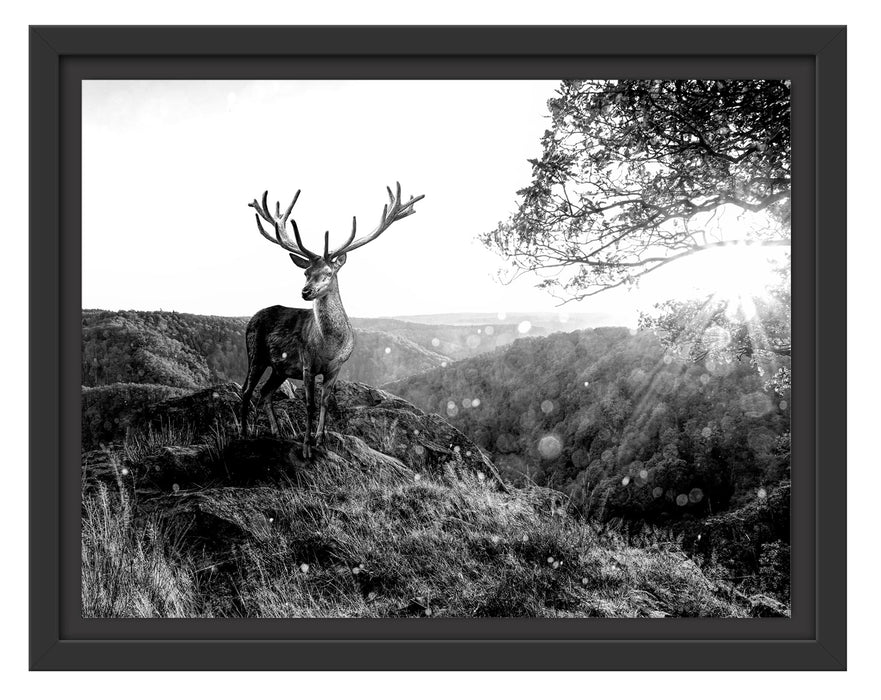 Pixxprint Anmutiger Hirsch bei Sonnenuntergang, Monochrome, im Schwebe-Effekt Bilderrahmen