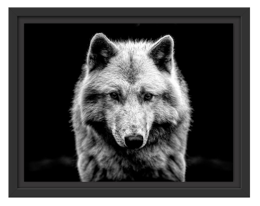 Pixxprint Nahaufnahme junger Polarwolf, Monochrome, im Schwebe-Effekt Bilderrahmen