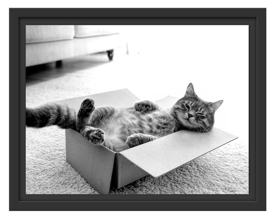 Pixxprint Müde Katze schläft im Karton, Monochrome, im Schwebe-Effekt Bilderrahmen