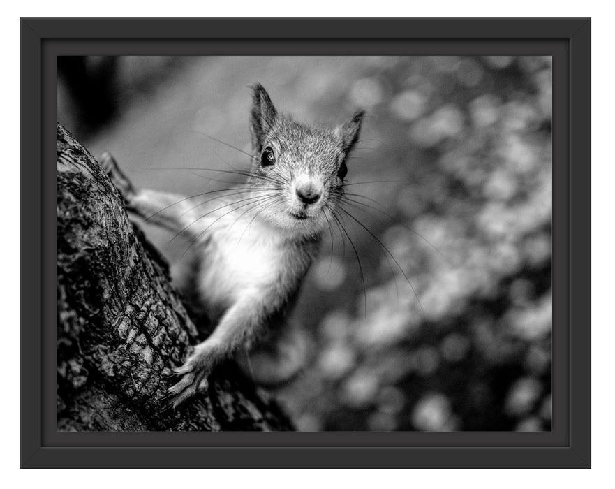 Pixxprint Nahaufnahme Eichhörnchen an Baumstamm, Monochrome, im Schwebe-Effekt Bilderrahmen