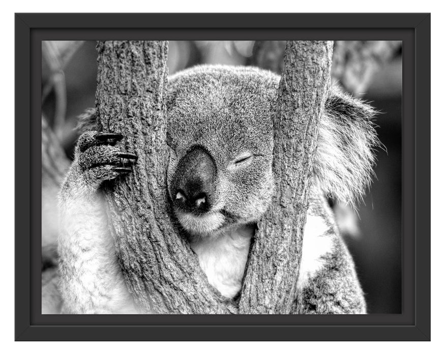 Pixxprint Koala schläft mit Kopf in Astgabel, Monochrome, im Schwebe-Effekt Bilderrahmen