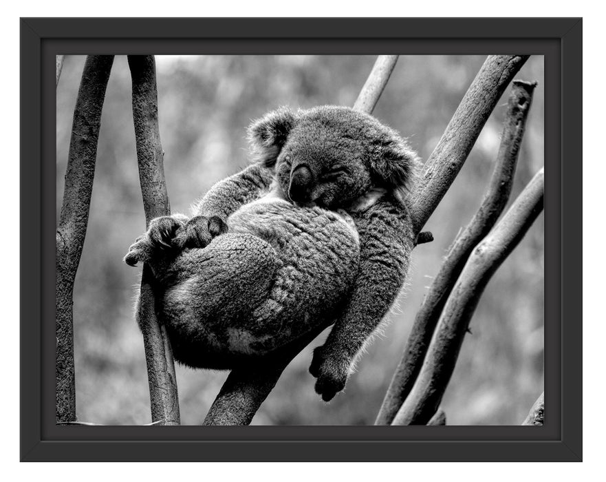 Pixxprint Schlafender Koala in Astgabelung, Monochrome, im Schwebe-Effekt Bilderrahmen