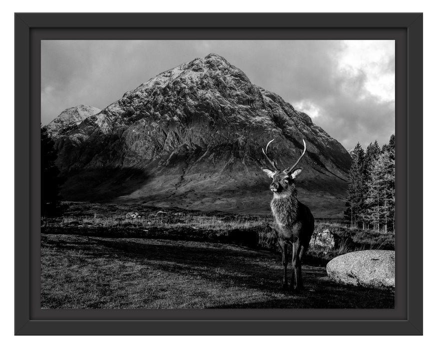 Pixxprint Einsames Rentier vor Berglandschaft, Monochrome, im Schwebe-Effekt Bilderrahmen