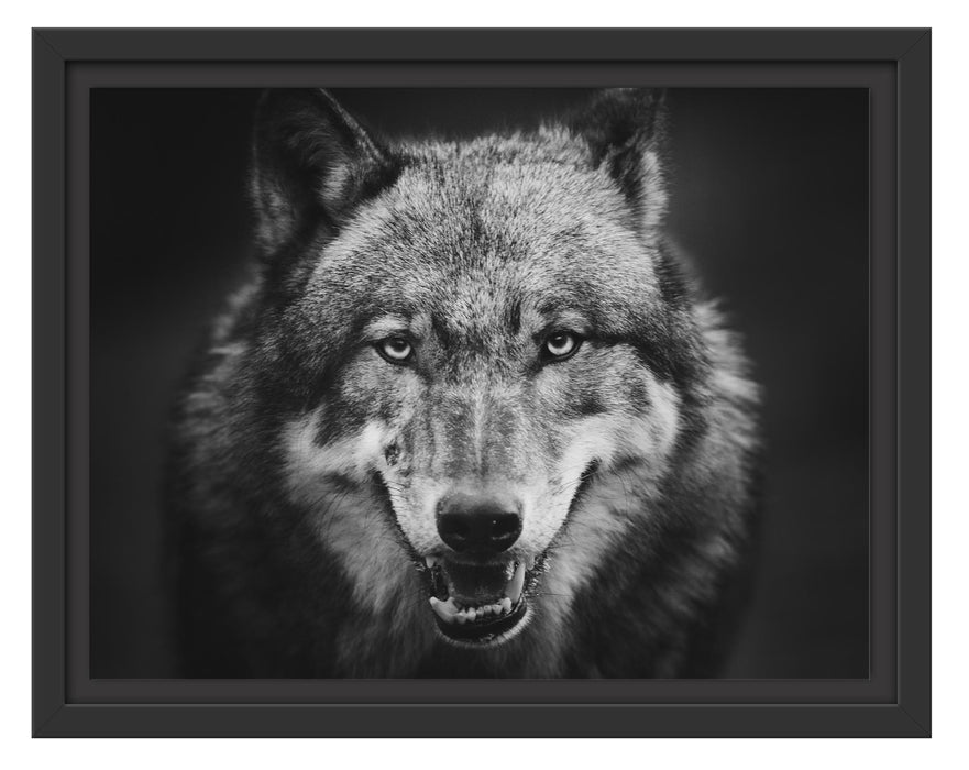 Pixxprint Nahaufnahme Wolf mit offener Schnauze, Monochrome, im Schwebe-Effekt Bilderrahmen