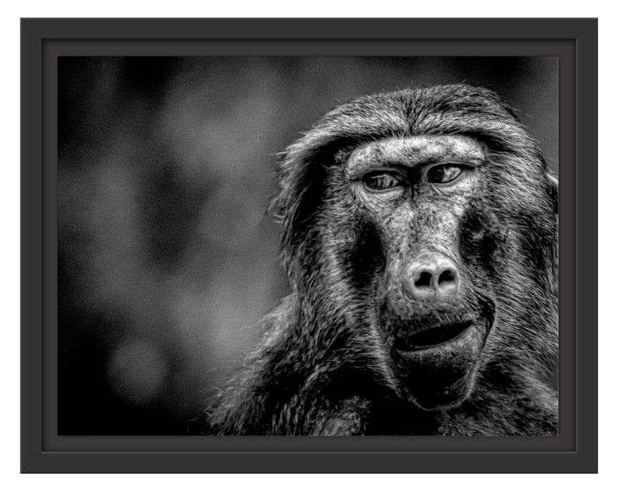 Pixxprint Skeptischer Affe schielt zur Seite, Monochrome, im Schwebe-Effekt Bilderrahmen