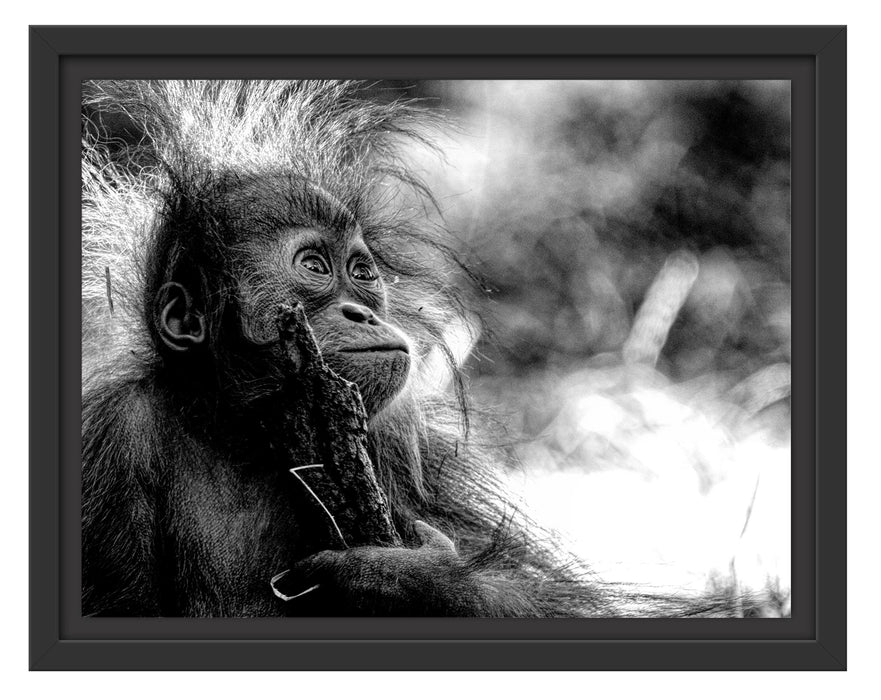 Pixxprint Orang-Utan Baby spielt mit Stock, Monochrome, im Schwebe-Effekt Bilderrahmen