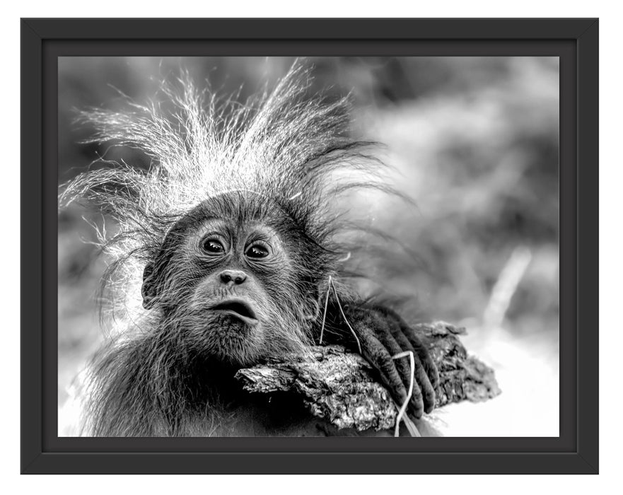 Pixxprint Lustiger Baby Orang-Utan mit Rinde, Monochrome, im Schwebe-Effekt Bilderrahmen