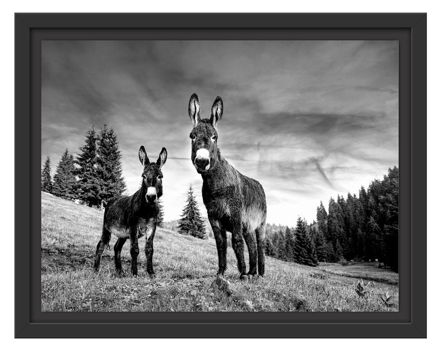 Pixxprint Esel auf Wiese in der Dämmerung, Monochrome, im Schwebe-Effekt Bilderrahmen