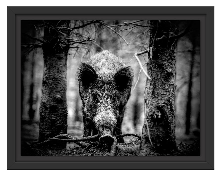 Pixxprint Nahaufnahme Wildschwein im Wald, Monochrome, im Schwebe-Effekt Bilderrahmen