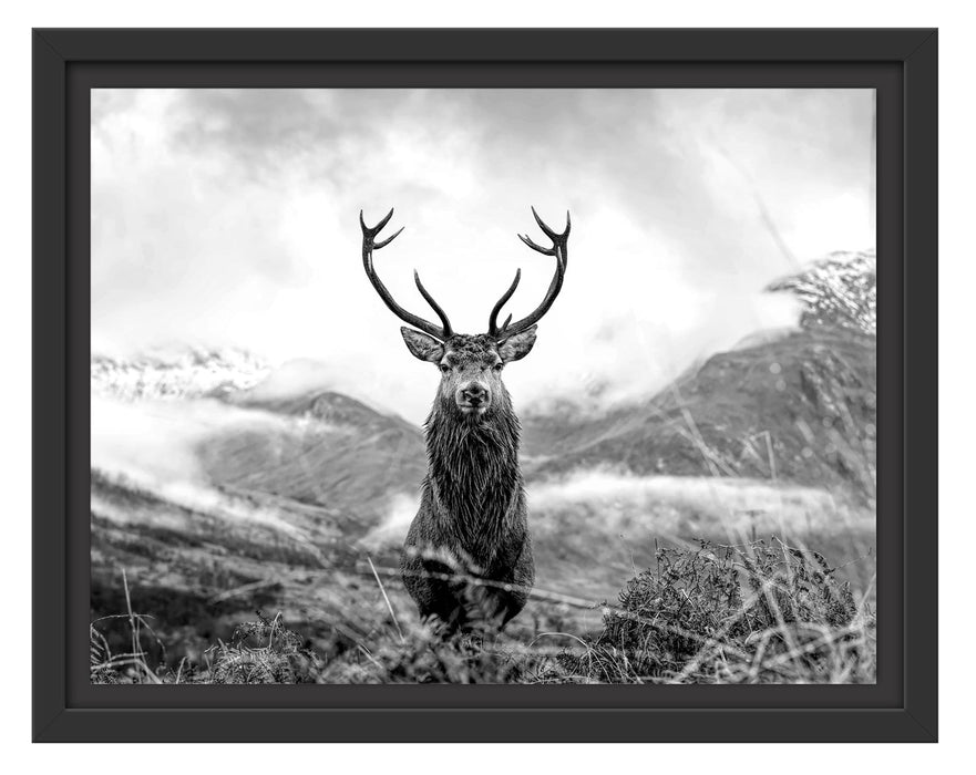 Pixxprint Majestätischer Hirsch in Berglandschaft, Monochrome, im Schwebe-Effekt Bilderrahmen