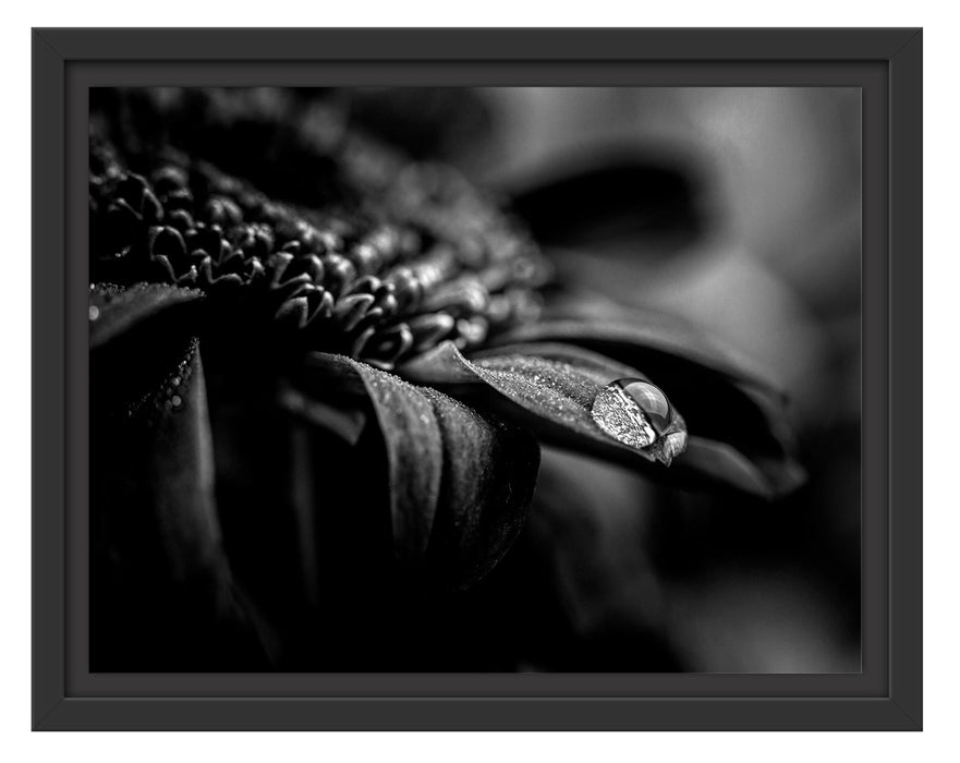 Pixxprint Nahaufnahme Tropfen auf lila Blume, Monochrome, im Schwebe-Effekt Bilderrahmen