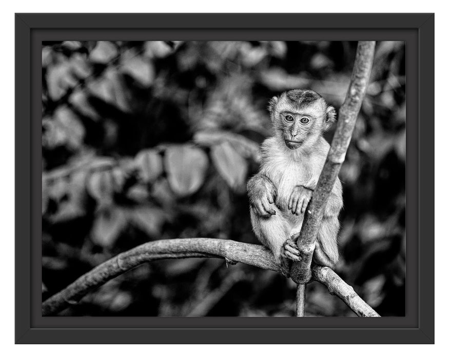Pixxprint Kleines Äffchen sitzt auf Ast, Monochrome, im Schwebe-Effekt Bilderrahmen