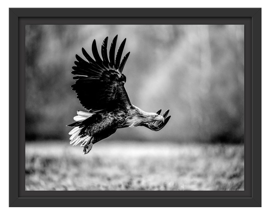 Pixxprint Nahaufnahme Adler bei der Jagd, Monochrome, im Schwebe-Effekt Bilderrahmen