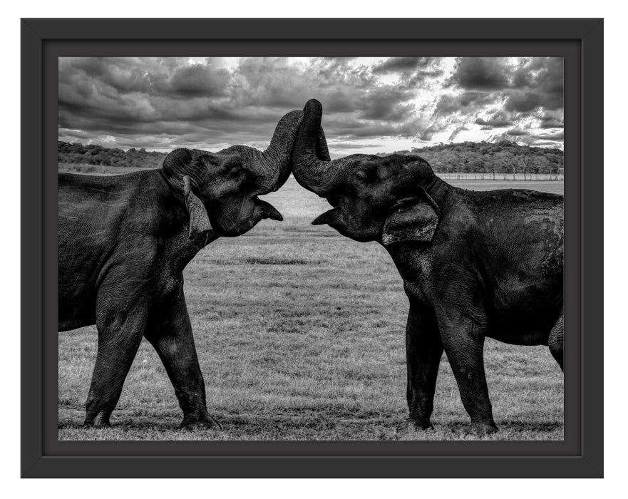 Pixxprint Elefanten Rüssel an Rüssel, Monochrome, im Schwebe-Effekt Bilderrahmen