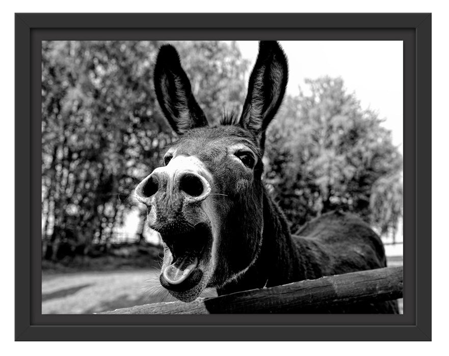 Pixxprint Brüllender Esel im Gehege Nahaufnahme, Monochrome, im Schwebe-Effekt Bilderrahmen