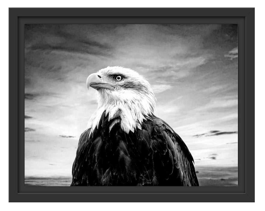 Pixxprint Weisskopfseeadler im Sonnenuntergang, Monochrome, im Schwebe-Effekt Bilderrahmen