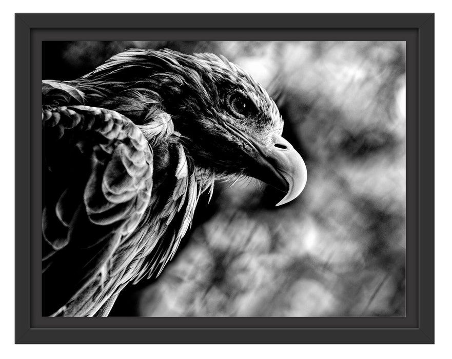 Pixxprint Mächtiger Adler Nahaufnahme, Monochrome, im Schwebe-Effekt Bilderrahmen