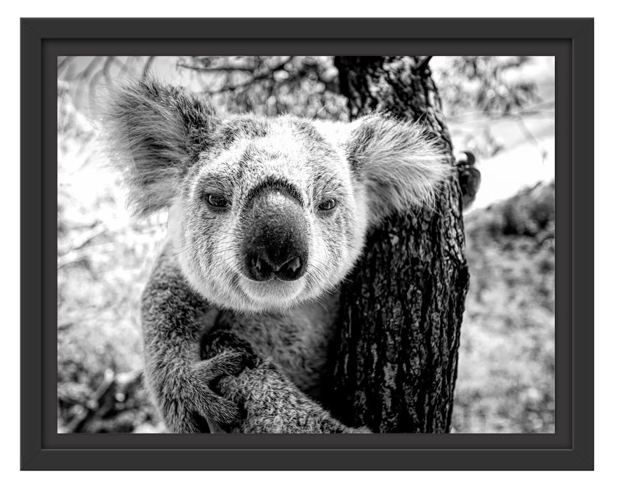 Pixxprint Neugieriger Koala am Baum Nahaufnahme, Monochrome, im Schwebe-Effekt Bilderrahmen