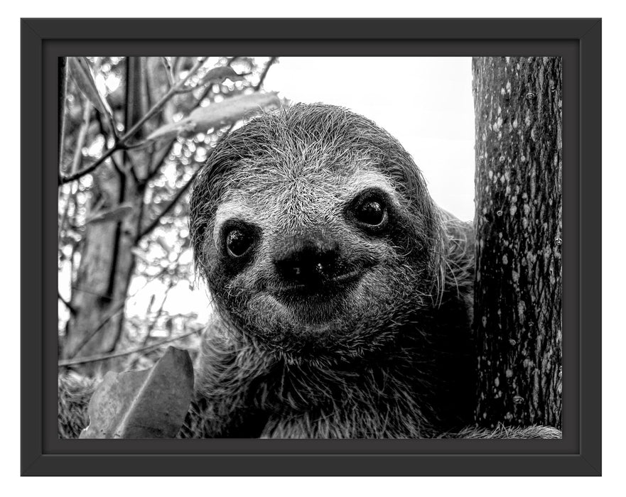 Pixxprint Neugieriges Faultier am Baum Nahaufnahme, Monochrome, im Schwebe-Effekt Bilderrahmen