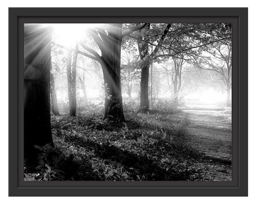 Pixxprint Sonnenstrahlen durch rote Herbstbäume, Monochrome, im Schwebe-Effekt Bilderrahmen