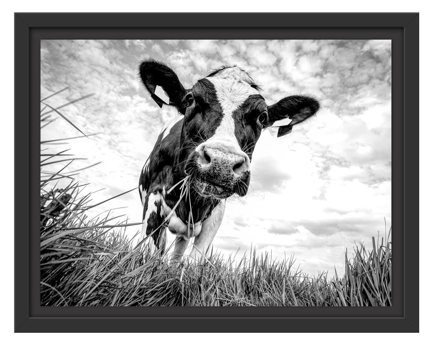 Pixxprint Nahaufnahme Grasende Kuh auf Weide, Monochrome, im Schwebe-Effekt Bilderrahmen