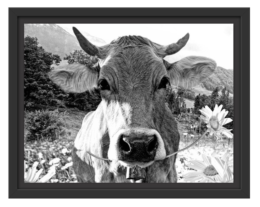 Pixxprint Nahaufnahme Kuh mit Margerite, Monochrome, im Schwebe-Effekt Bilderrahmen