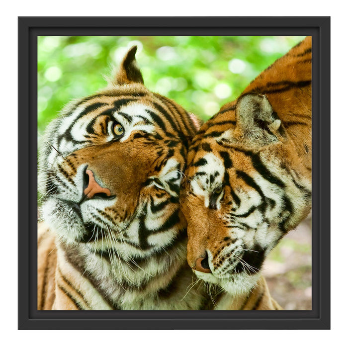 Zwei liebkosende Tiger Schattenfugenrahmen Quadratisch 40x40