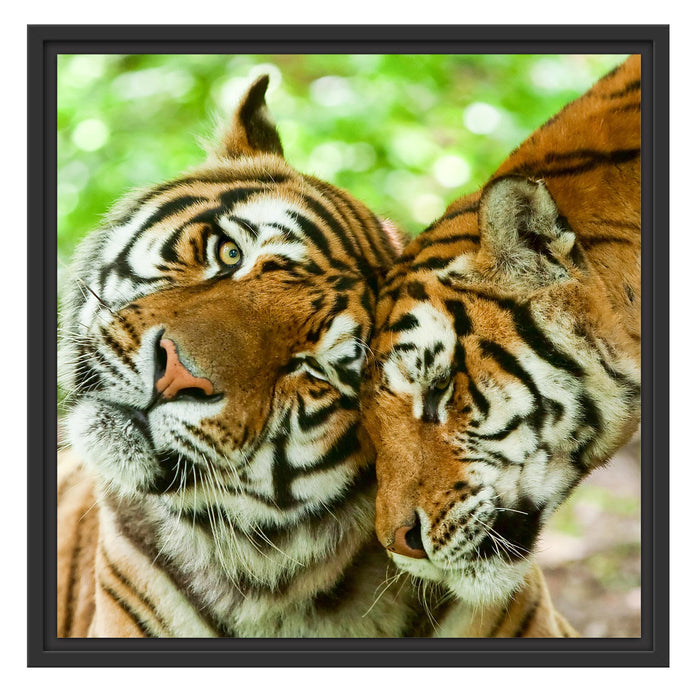 Zwei liebkosende Tiger Schattenfugenrahmen Quadratisch 55x55