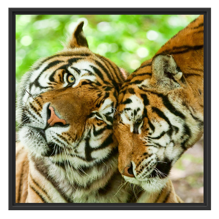 Zwei liebkosende Tiger Schattenfugenrahmen Quadratisch 70x70