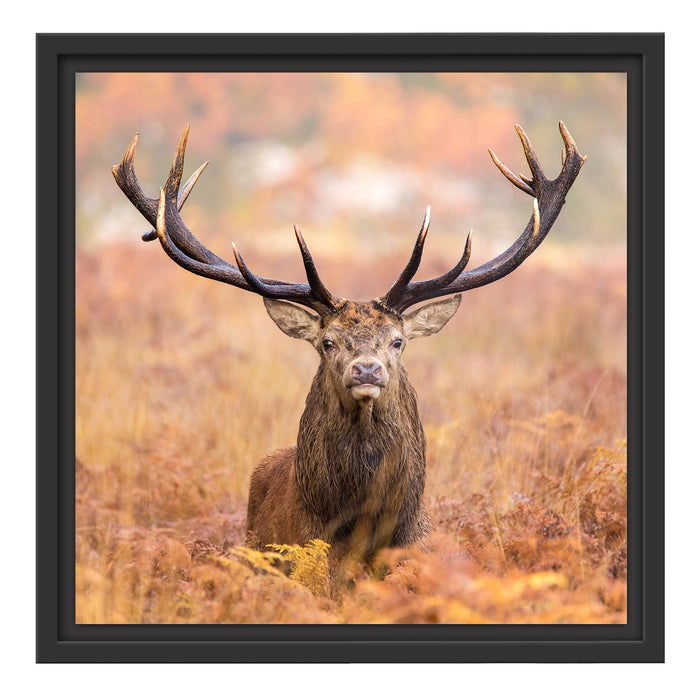 Großer Hirsch im Feld Schattenfugenrahmen Quadratisch 40x40