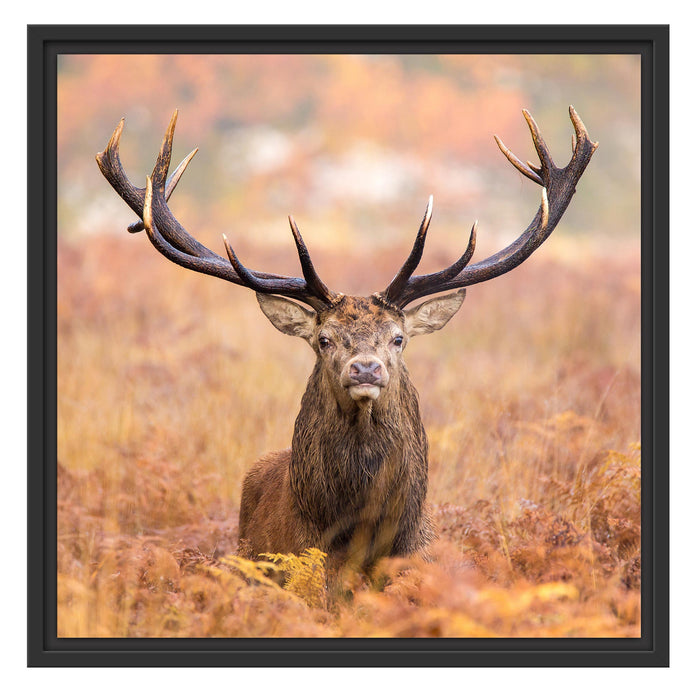 Großer Hirsch im Feld Schattenfugenrahmen Quadratisch 55x55