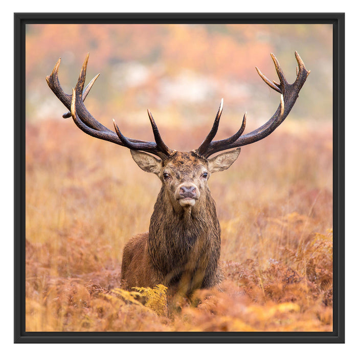 Großer Hirsch im Feld Schattenfugenrahmen Quadratisch 70x70