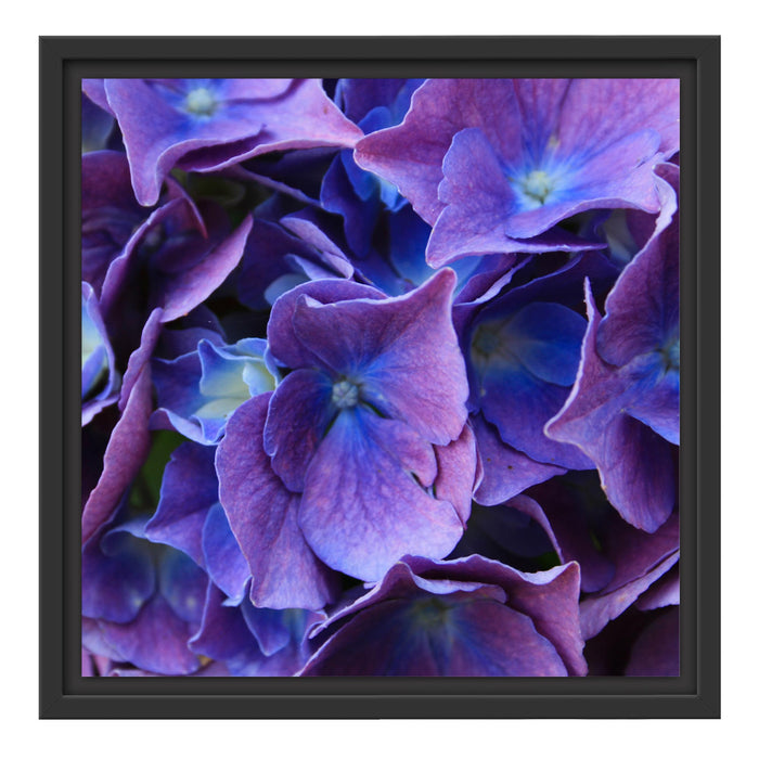Blaue Hortensien Blüte Schattenfugenrahmen Quadratisch 40x40