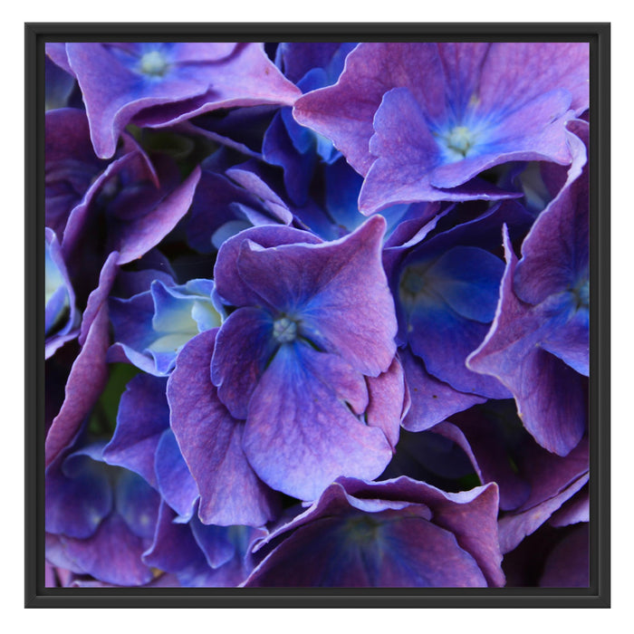 Blaue Hortensien Blüte Schattenfugenrahmen Quadratisch 70x70