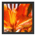 orange Lilie in Nahaufnahme Kunst Schattenfugenrahmen Quadratisch 40x40