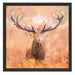 Großer Hirsch im Feld Kunst Schattenfugenrahmen Quadratisch 55x55