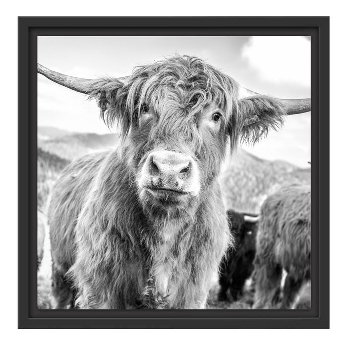 Blick einer Kuh an der Weide Schattenfugenrahmen Quadratisch 40x40