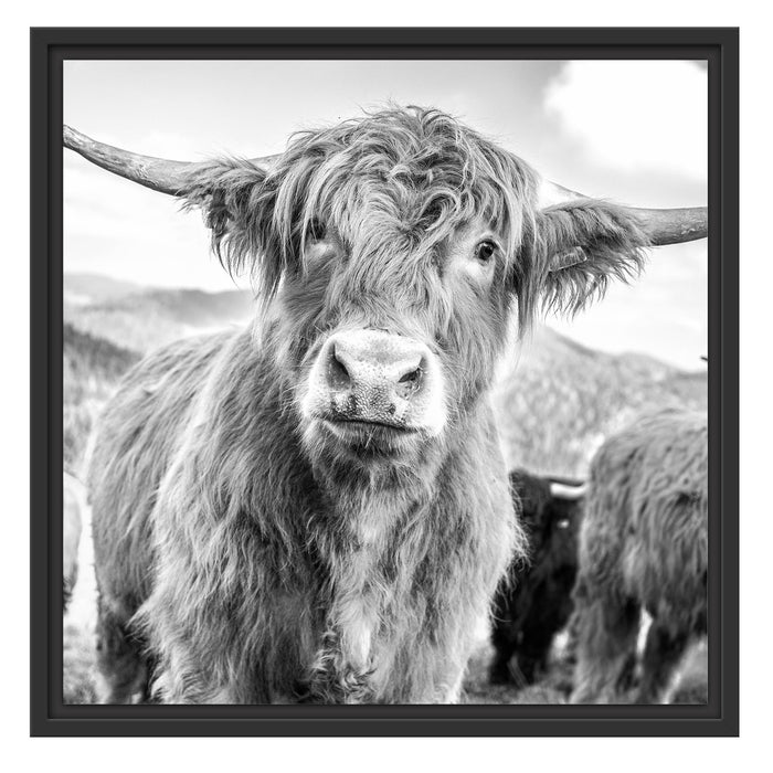 Blick einer Kuh an der Weide Schattenfugenrahmen Quadratisch 55x55