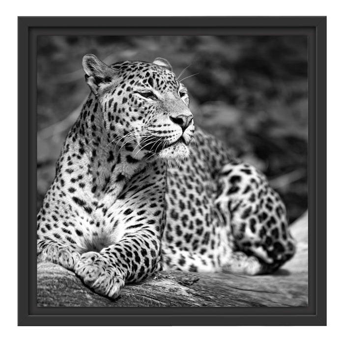 Leopard in der Natur B&W Schattenfugenrahmen Quadratisch 40x40