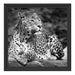 Leopard in der Natur B&W Schattenfugenrahmen Quadratisch 40x40
