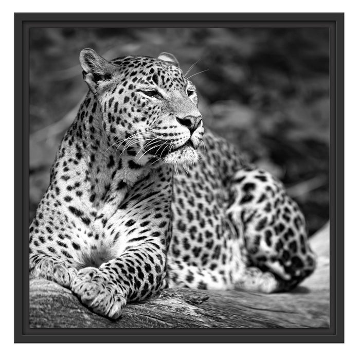 Leopard in der Natur B&W Schattenfugenrahmen Quadratisch 55x55