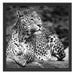 Leopard in der Natur B&W Schattenfugenrahmen Quadratisch 55x55