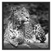 Leopard in der Natur B&W Schattenfugenrahmen Quadratisch 70x70