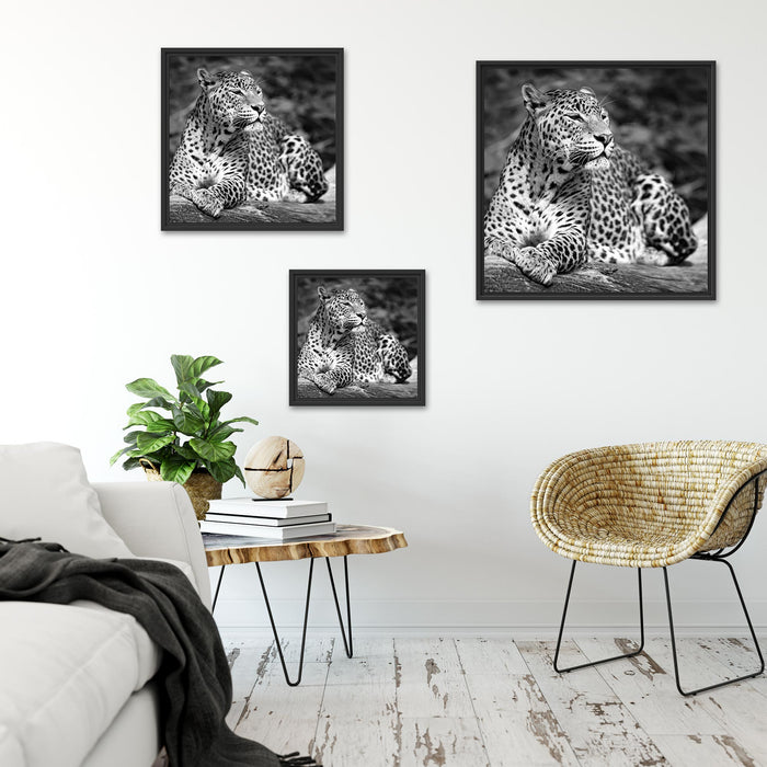 Leopard in der Natur B&W Quadratisch Schattenfugenrahmen Wohnzimmer