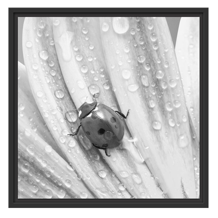 Marienkäfer auf gelber Blume Schattenfugenrahmen Quadratisch 55x55