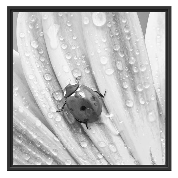 Marienkäfer auf gelber Blume Schattenfugenrahmen Quadratisch 70x70