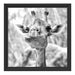 Giraffe in der Natur Kunst B&W Schattenfugenrahmen Quadratisch 40x40