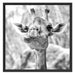 Giraffe in der Natur Kunst B&W Schattenfugenrahmen Quadratisch 70x70