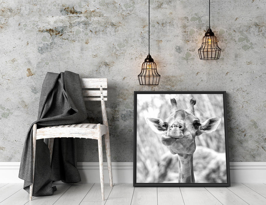 Giraffe in der Natur Kunst B&W Quadratisch Schattenfugenrahmen Dekovorschlag